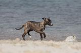 WHIPPET 282